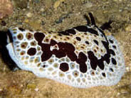Photo: B. & S. Koretz, Eilat; see their site
